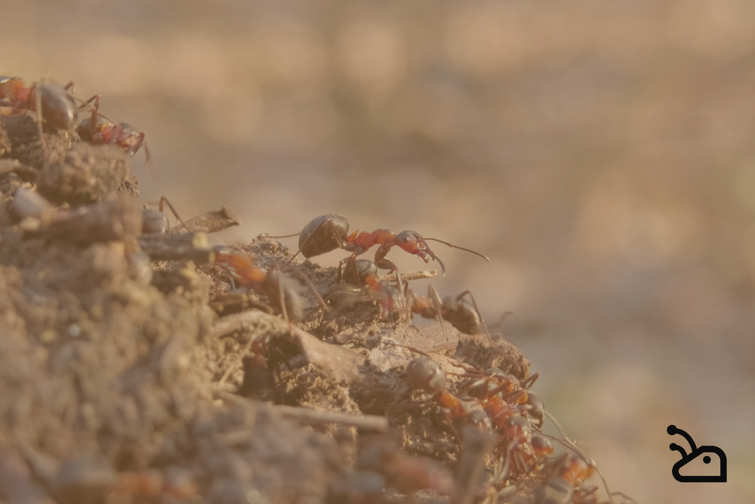 Observer les fourmis chez soi : une expérience captivante