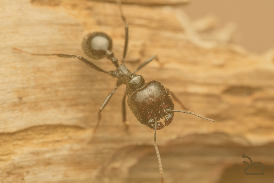 Pourquoi les fourmilières en impression 3D révolutionnent l'observation des fourmis