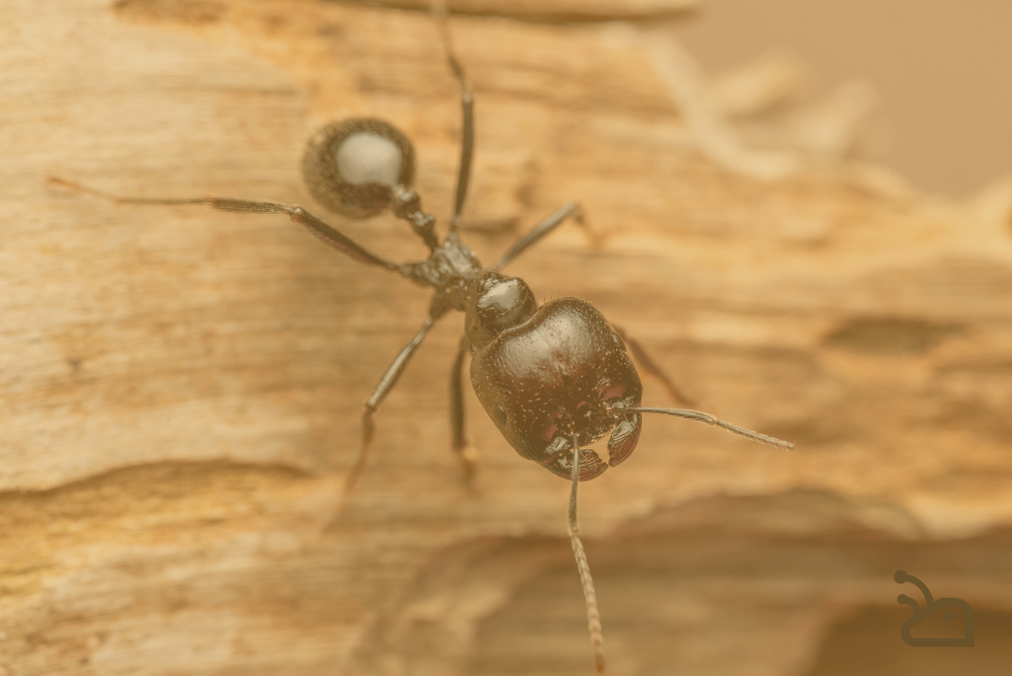 Pourquoi les fourmilières en impression 3D révolutionnent l'observation des fourmis