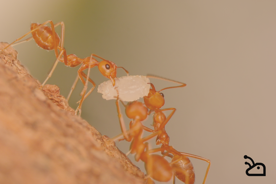 Quelle espèce de fourmis choisir quand on débute ? Le guide complet pour bien commencer