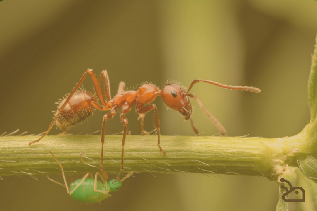 Comment fonctionne une colonie de fourmis ?