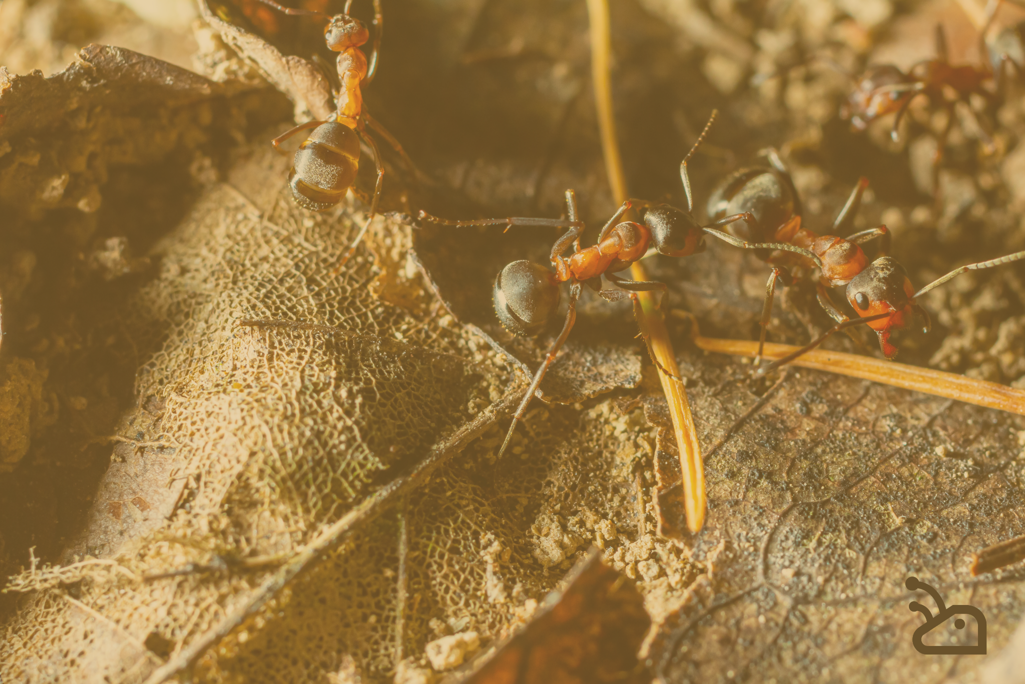 Comment nourrir ses fourmis correctement ? Guide complet pour une colonie en bonne santé.