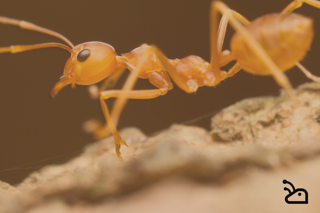 5 faits incroyables sur les fourmis que vous ne connaissez pas