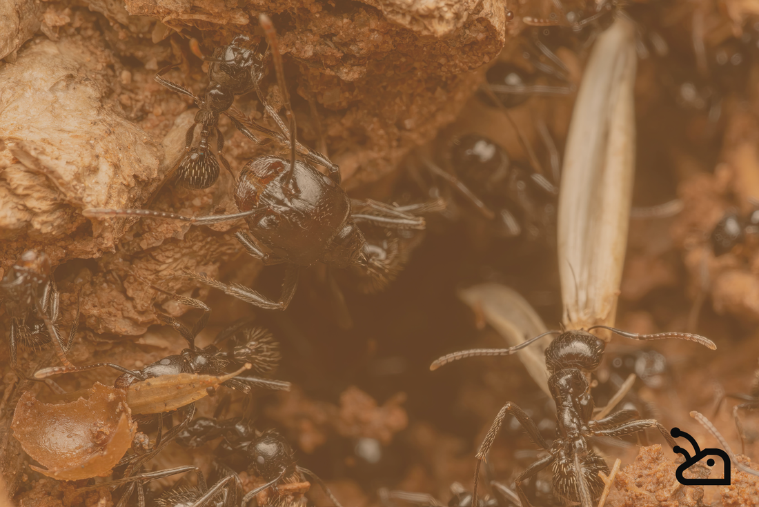 Observer les fourmis à la maison : une alternative naturelle aux écrans.
