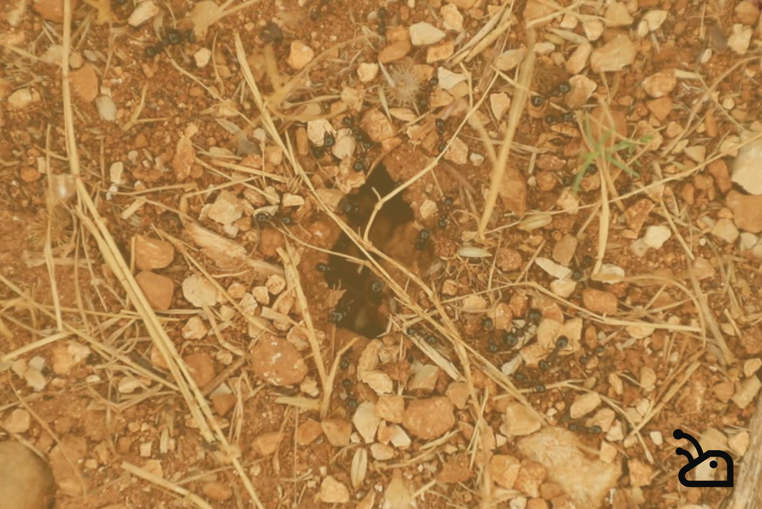 Les avantages des fourmilières en impression 3D