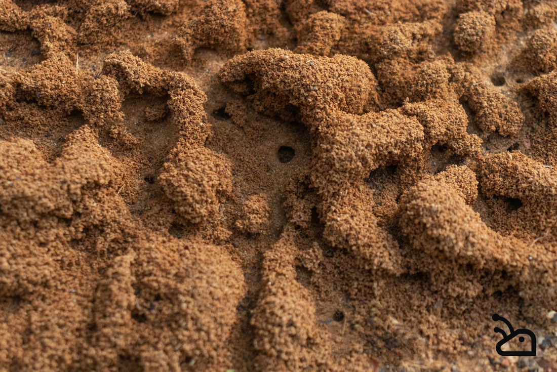 Top 5 des espèces de fourmis idéales pour l'élevage en fourmilière.