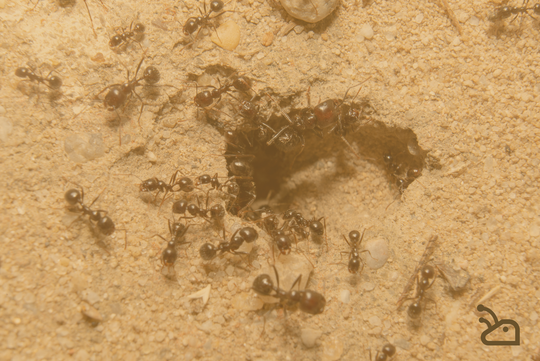 Les erreurs qui peuvent mettre une colonie de fourmis en danger : notre guide pour un élevage réussi