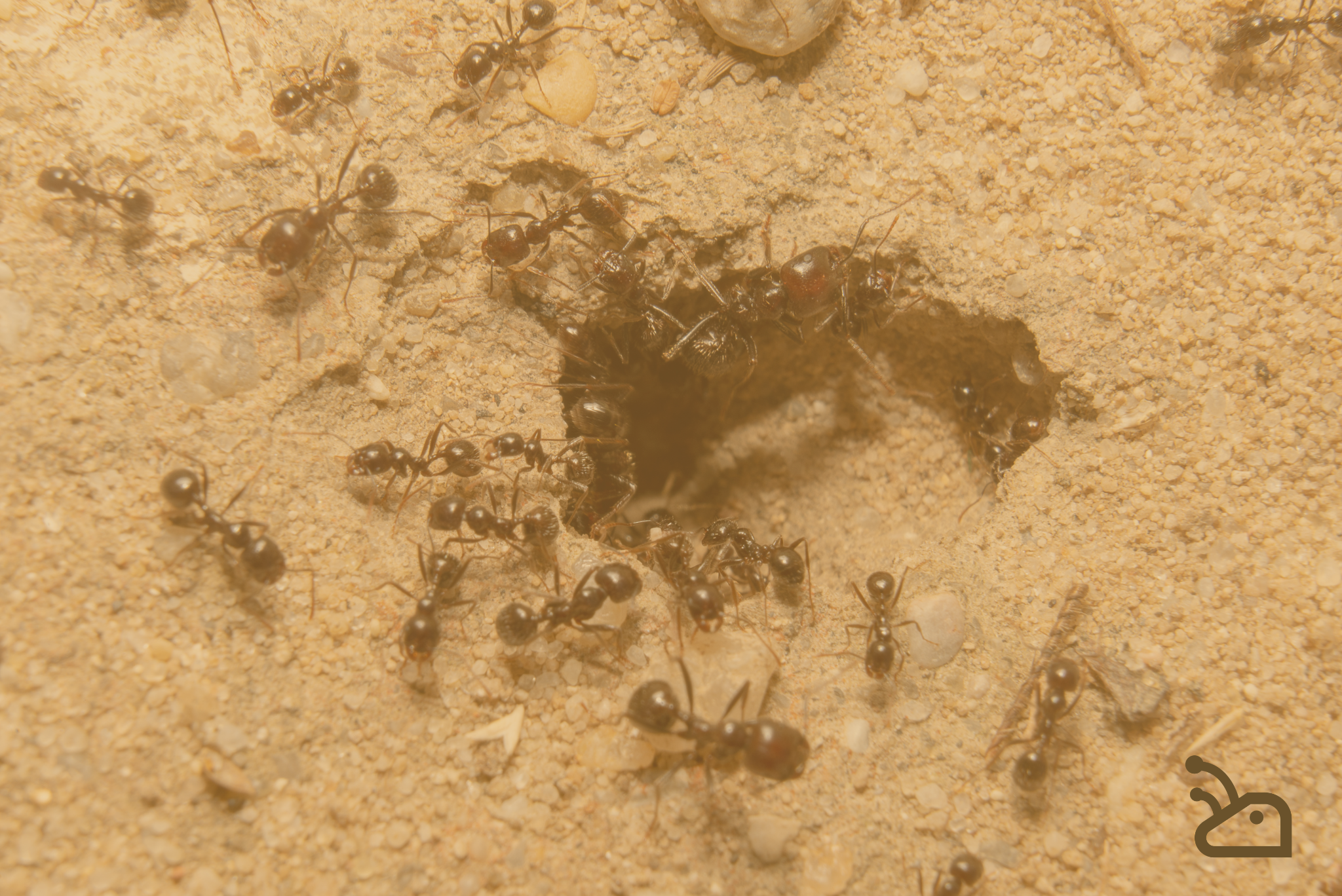 Les erreurs qui peuvent mettre une colonie de fourmis en danger : notre guide pour un élevage réussi