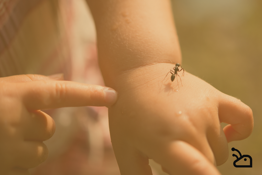 Fourmilière pour enfants : est-ce une bonne idée ?