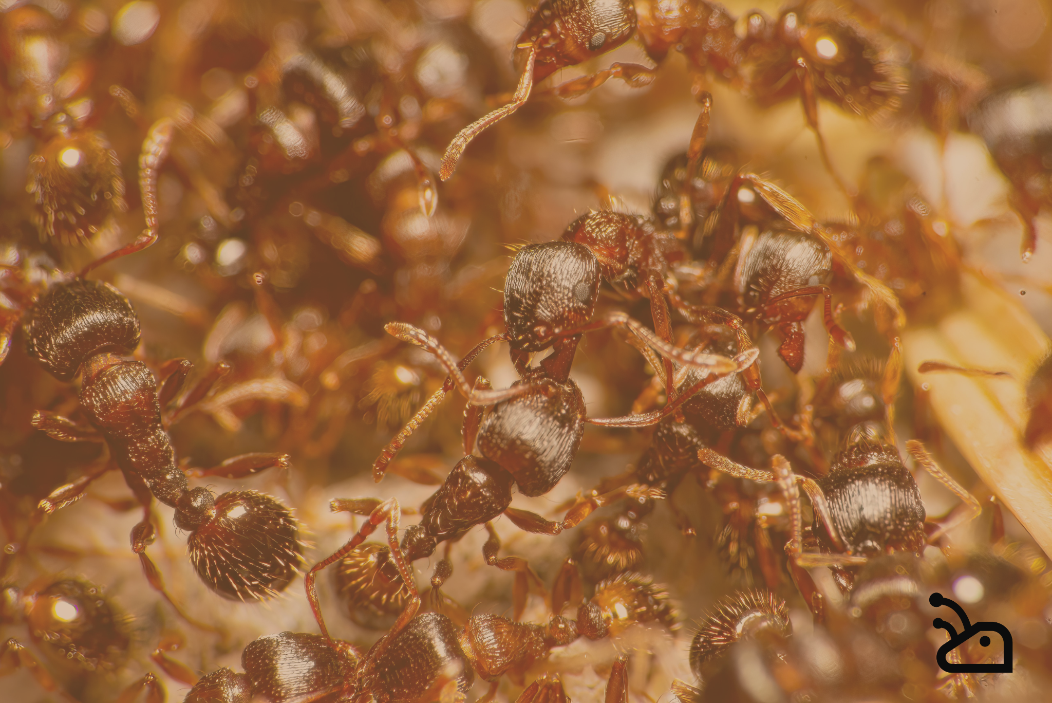Peut-on laisser une colonie de fourmis seule pendant les vacances ?