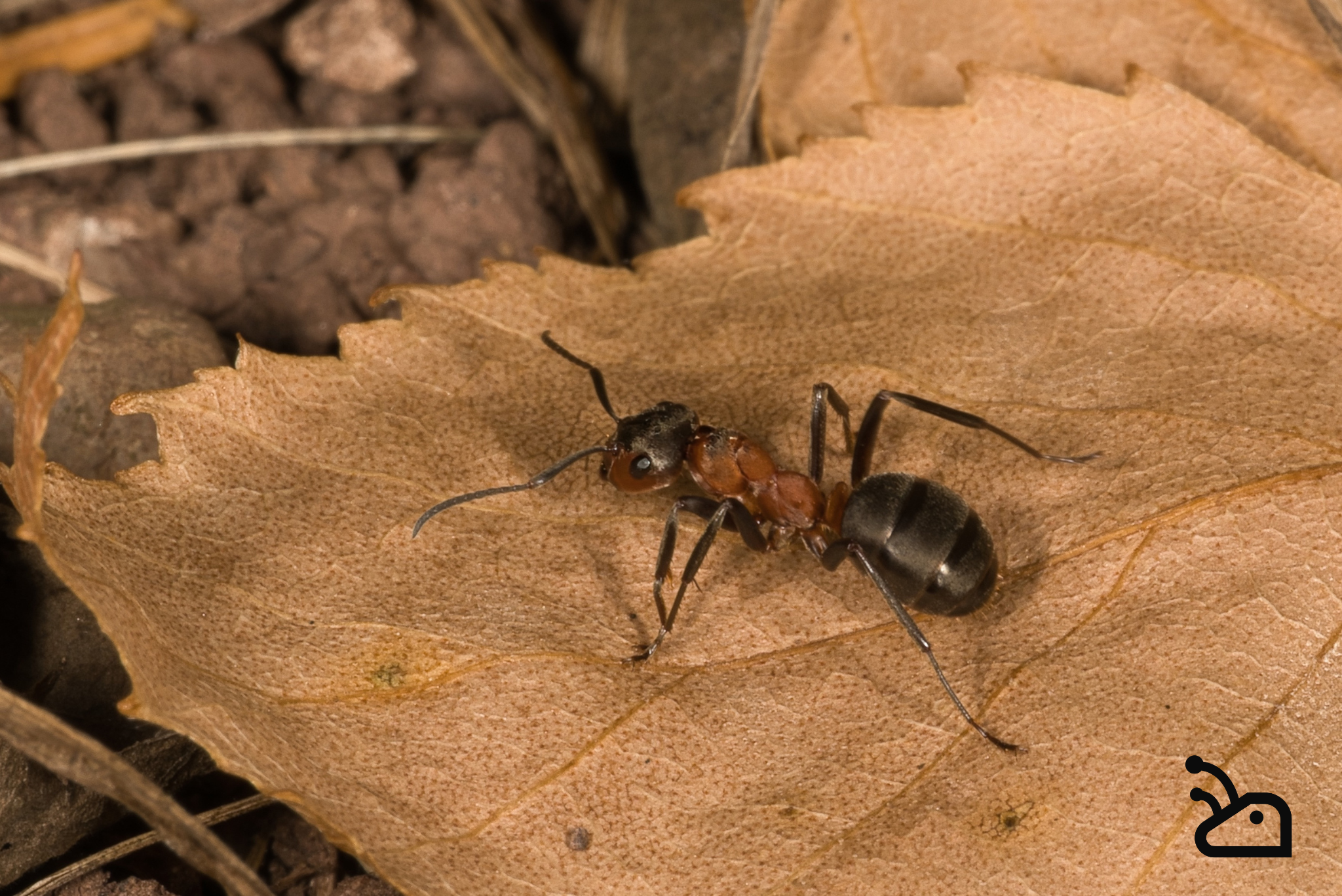 Comment élever des fourmis chez soi : le guide complet pour débutants.