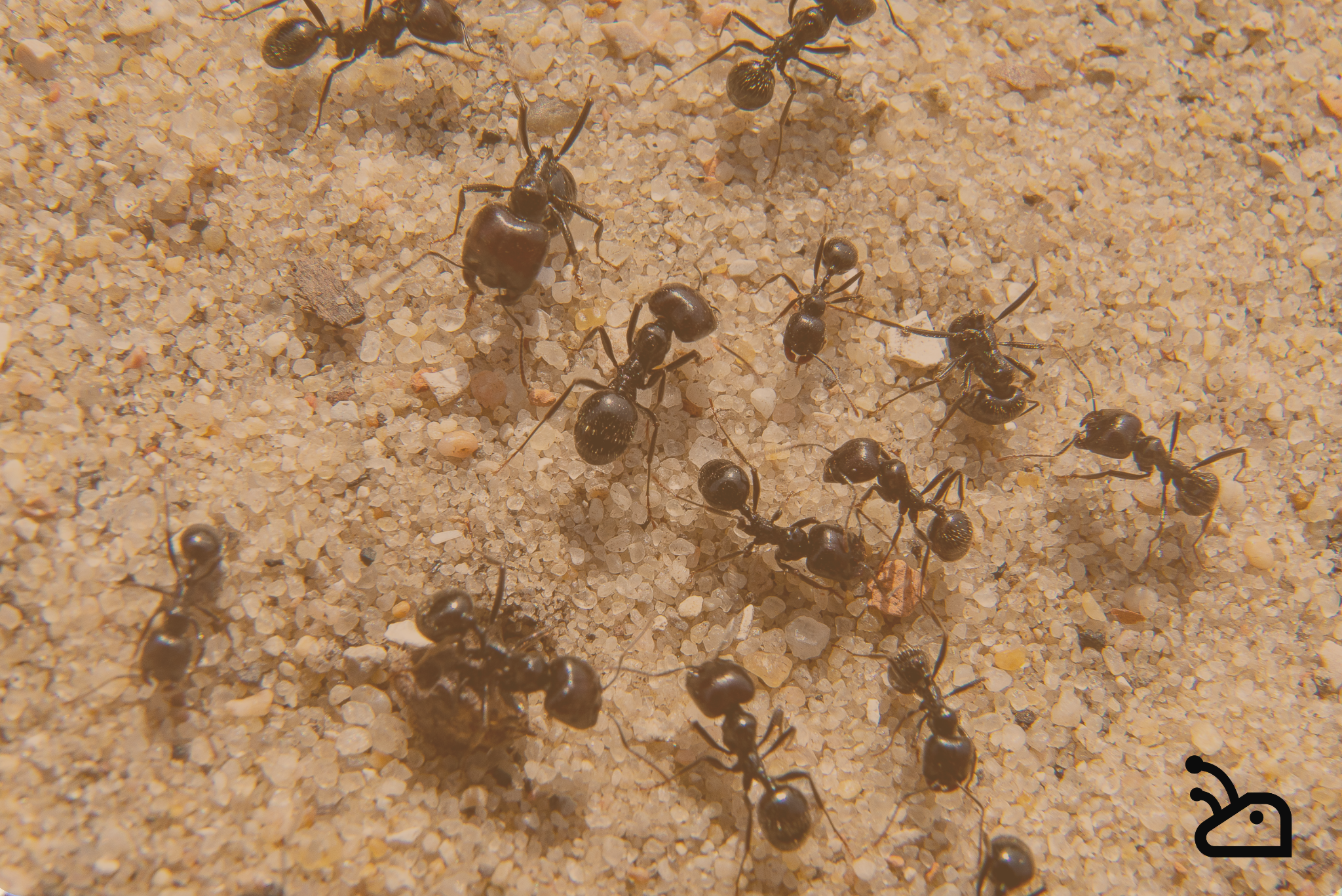 Pourquoi les fourmis sont essentielles à notre écosystème ?