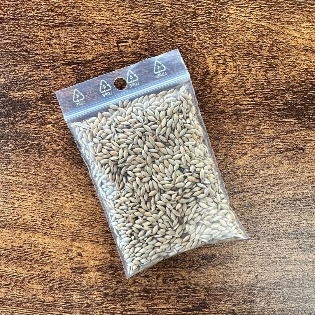 Graines alpistes pour fourmis