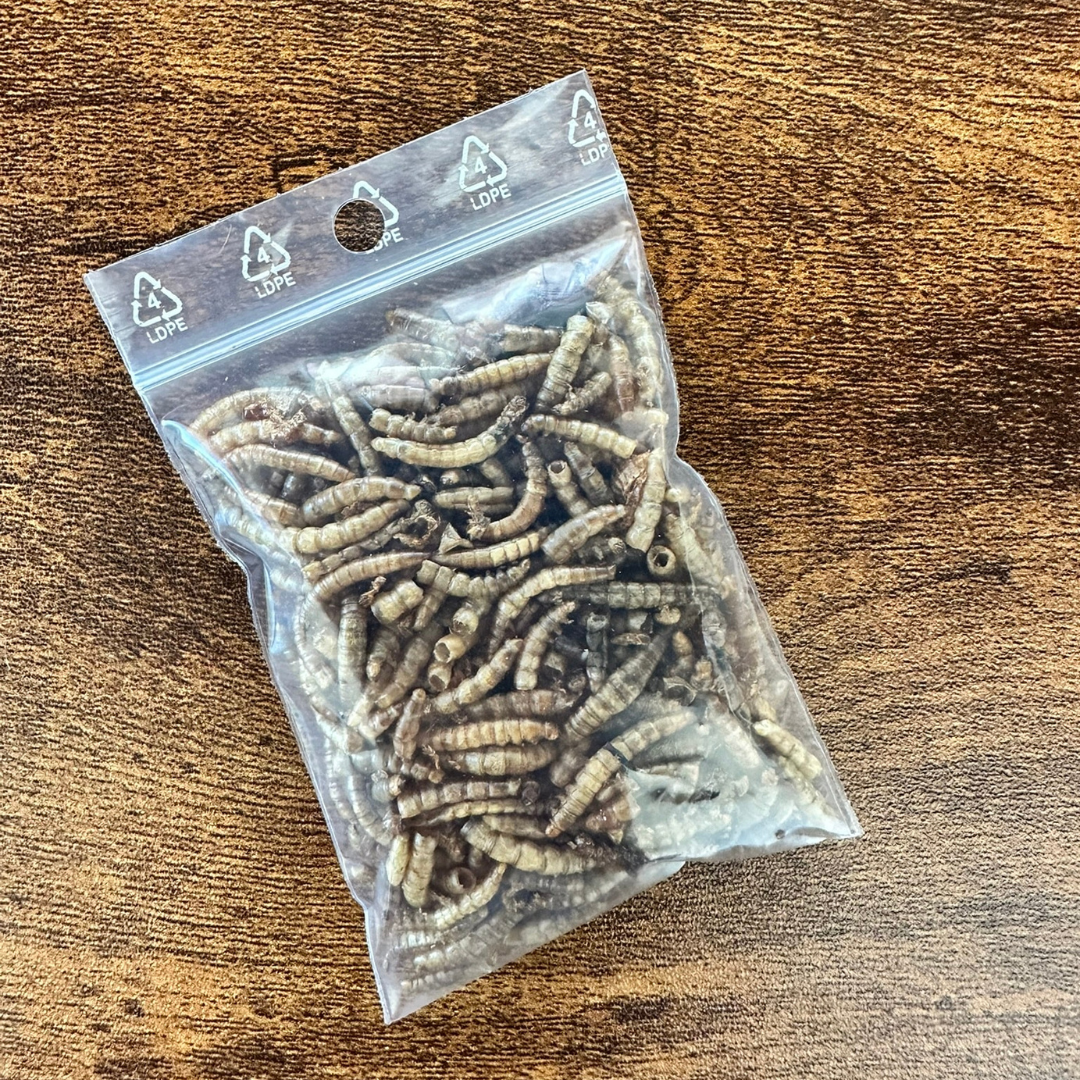 Sachet vers de farine